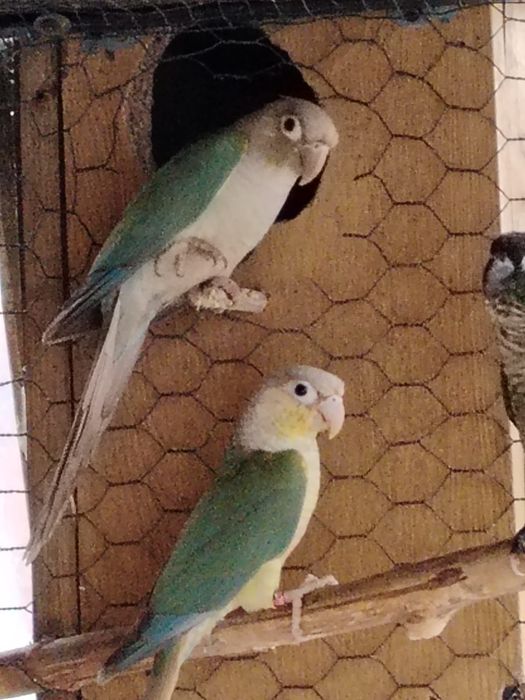 Papagalii diferite specii