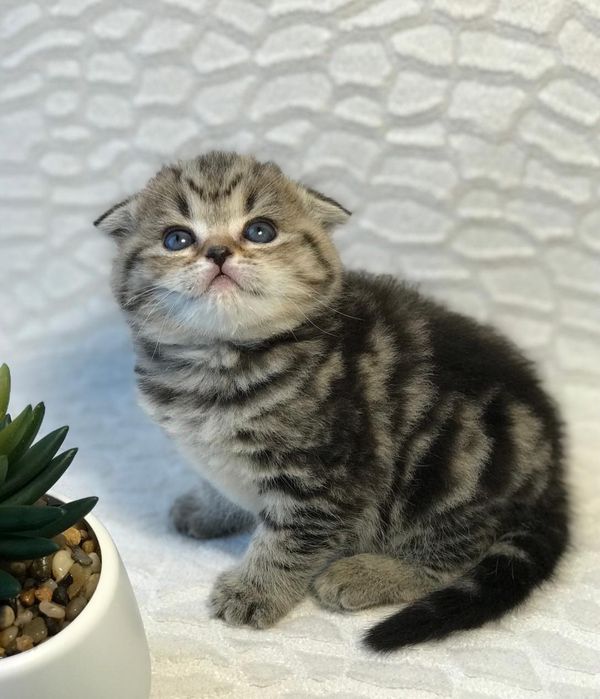 Плюшевые Шотландские Котята.