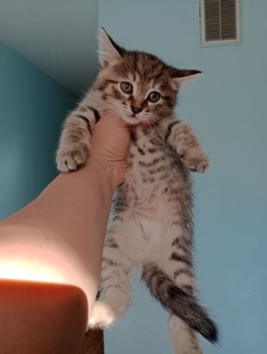 Котята девочка продам.