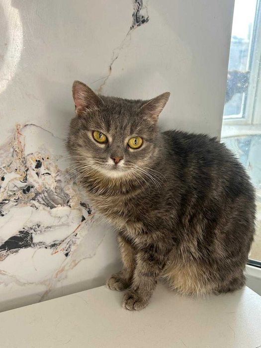 Отдам кошечку в добрые руки