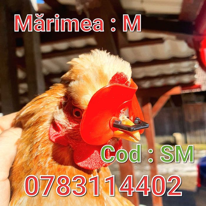 Gaini Fazani Pasari Pauni Curci-Ochelari Impotriva Canibalismului - SM