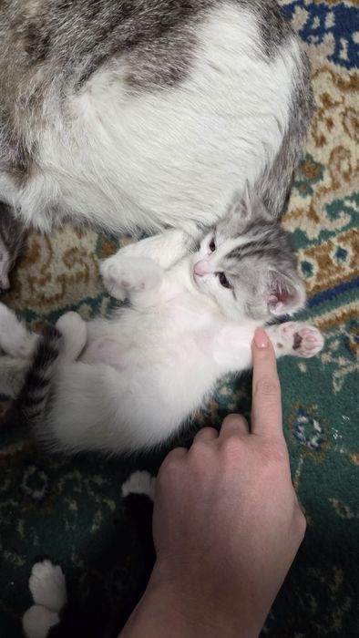 Отдам котят в хорошие руки