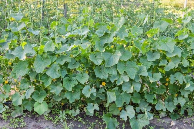 Продам огурцы излишки