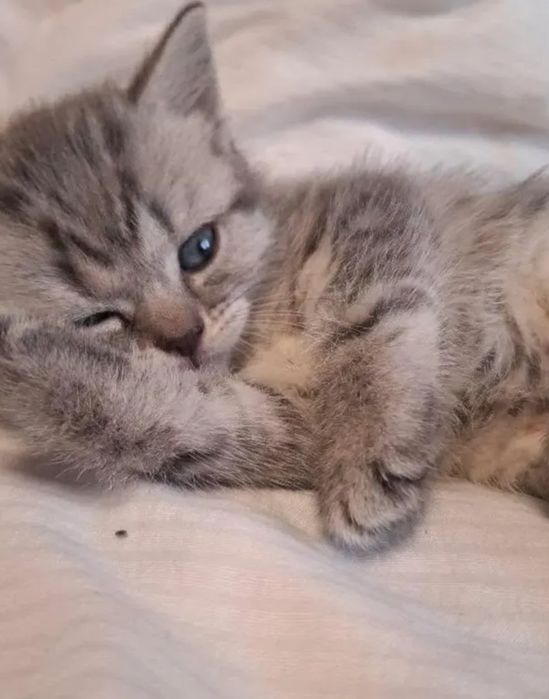 Бриатанские веслоухие девочки, 1.5 мес