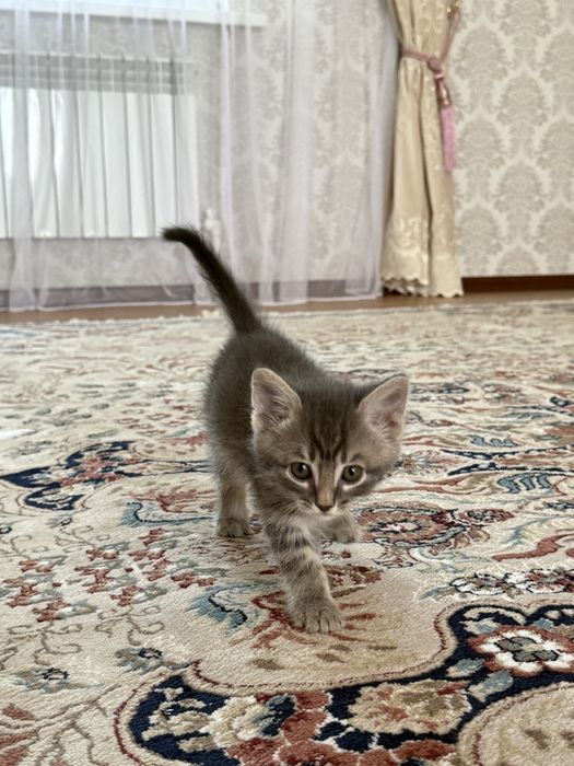 котенки 2мальчика 1девочка