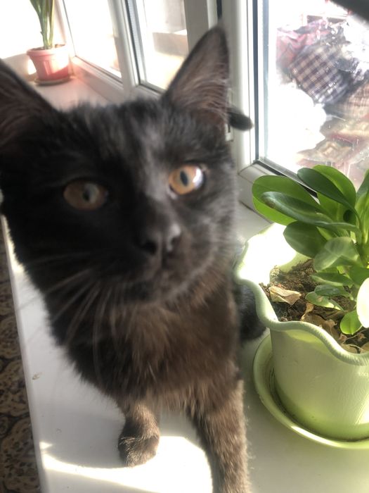 Котенок девочка черная