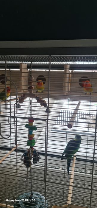 Papagali agapornis 250 lei perechea.