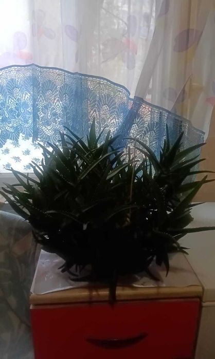 Комнатные цветы в горках.