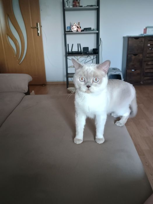 Motan british shorthair