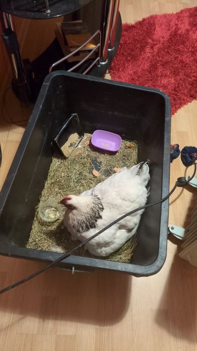 Pet sitter pet walker,Foster doar pt judet Vrancea,cazare pisici ,cățe