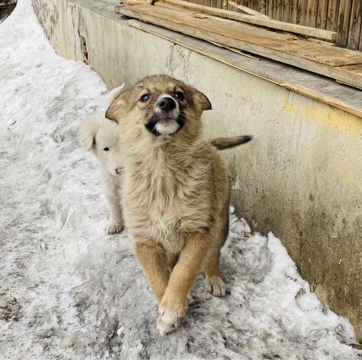 Отдам в добрые руки