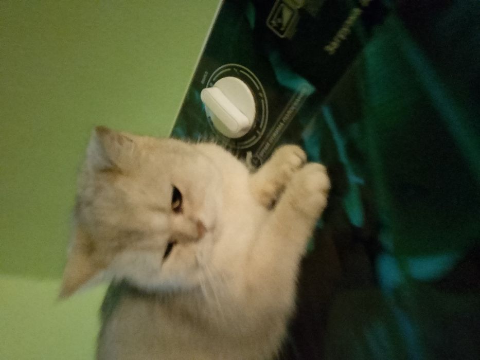 мысық сатылады.Жаксы