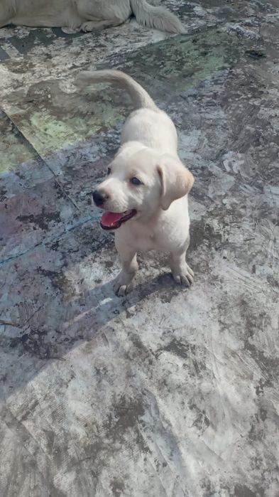 Малыш в добрые надёжные руки