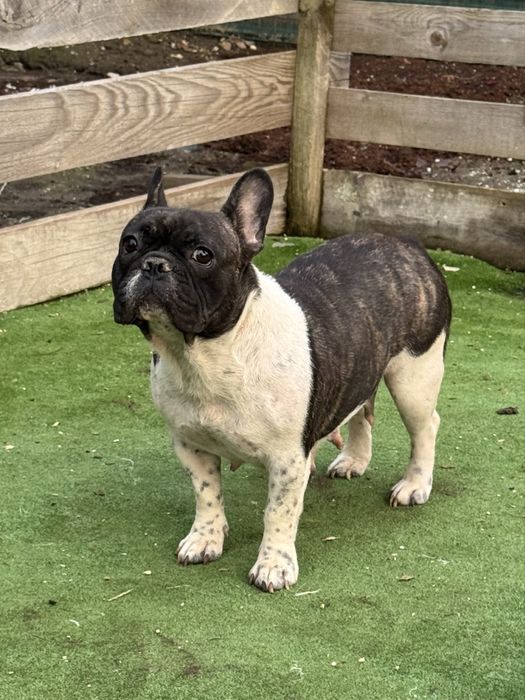 Femela buldog francez