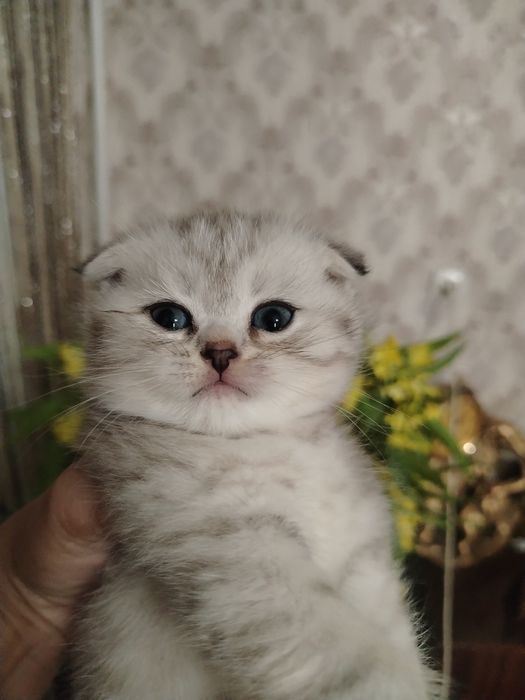 Готовы к брони котята шиншиллы.