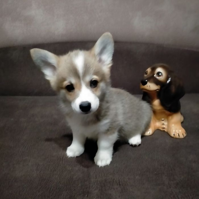 Милые Малыши Коржики