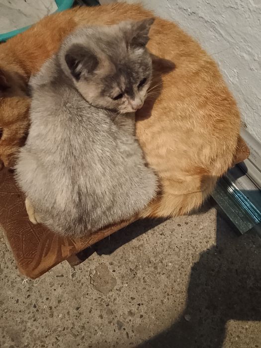 Отдам даром котят