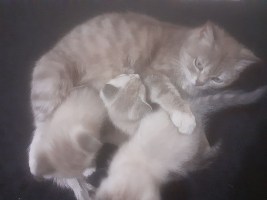 Продам шотландских котят.