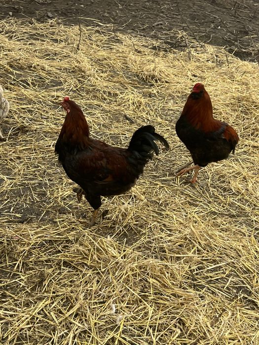 Vand cocodi si ratoi diferite rase