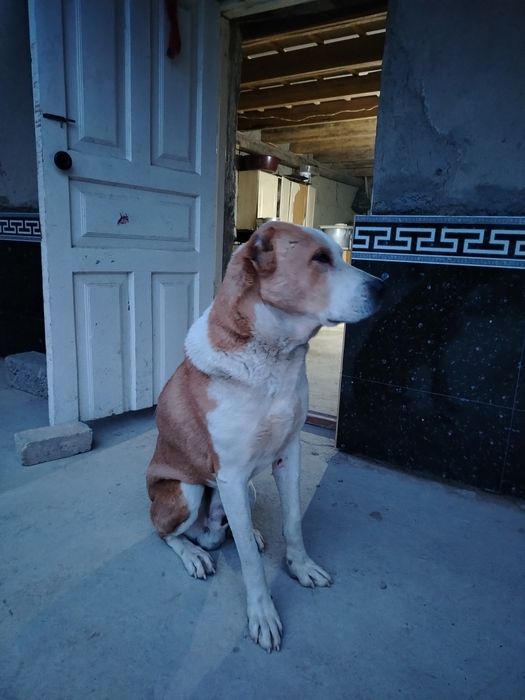 Zottor alabay sotiladi