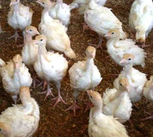 vindem : pui de curcan,puicute ouatoare,pui carne