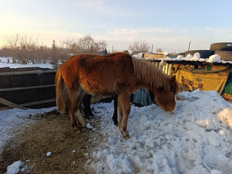 Продам тайчика девочка