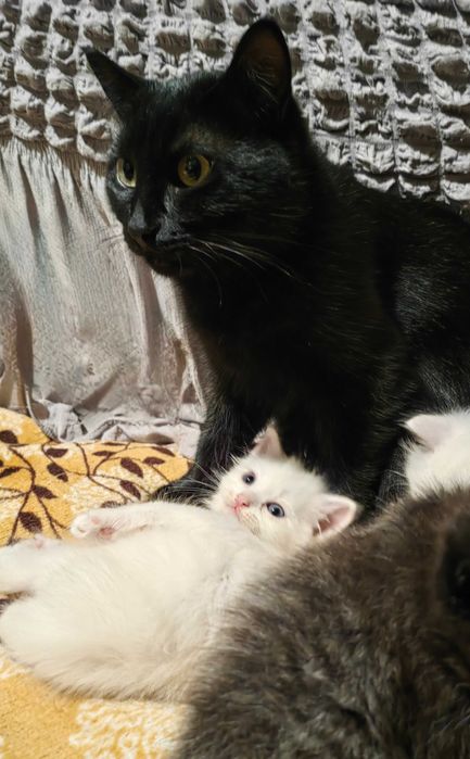 Котятки за шоколадку