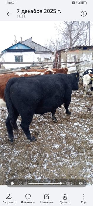 Продом быка!3 года