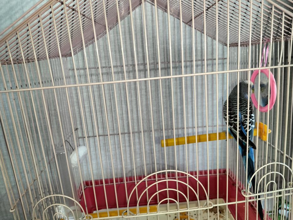 Попугай волнистые