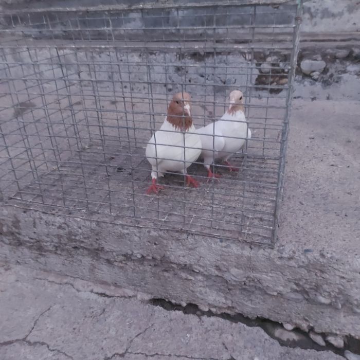 Сарибас пара гатовый лет с игрой