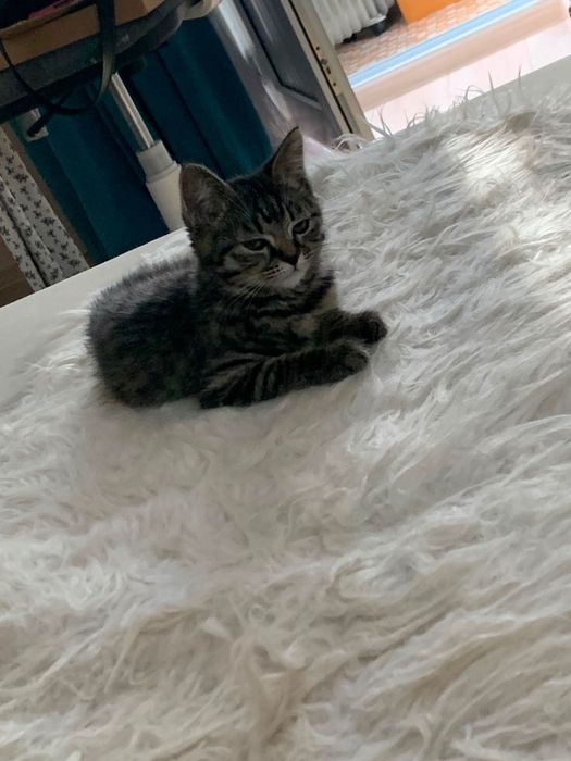 Котёнок Скоттиш страйт