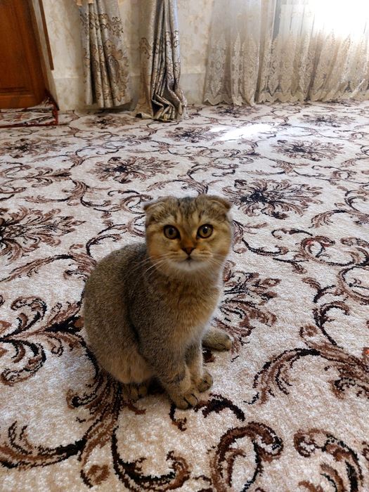 Shinshilla o‘g‘il bola