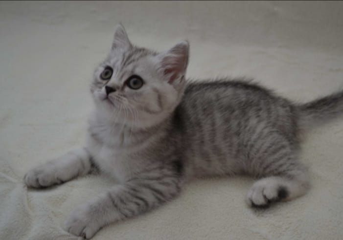 Британские котята