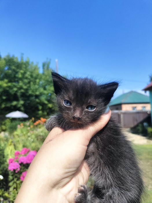 Отдам котят срочно в добрые руки