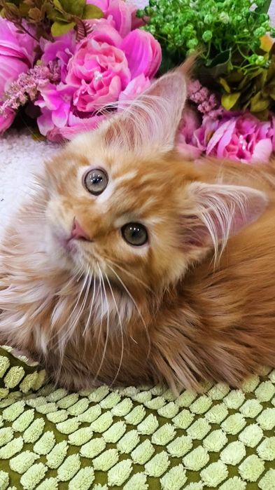 СОЛНЕЧНЫЕ Котята ,  от Мейн - Кунов