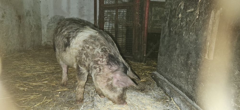 "Oi" de vânzare negociabil