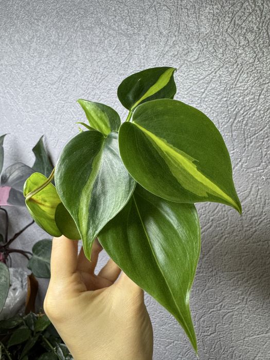 Пеперомия прострата, филодендрон миканс, бразил