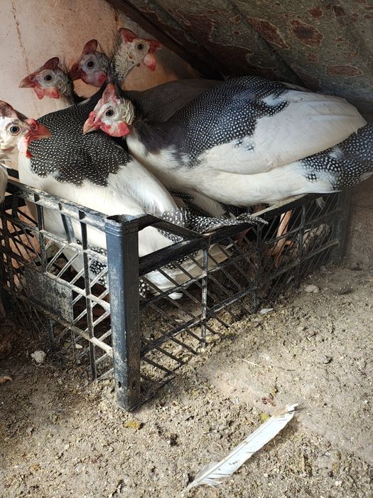 Vând bibilici pinguin