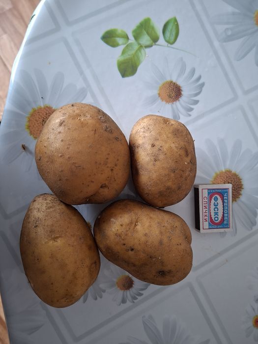 Продам картофель домашний