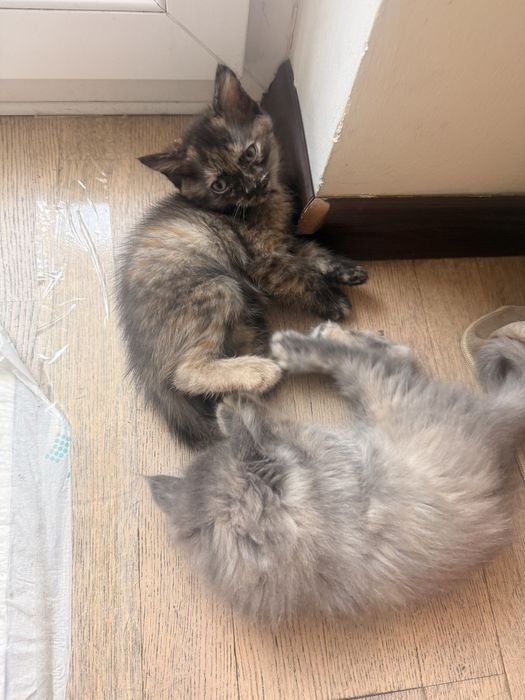 Умные и красивые котята девочки