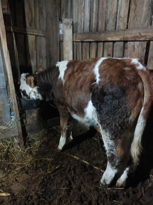 Vițea Bălțată românească, 5 luni, înțărcată