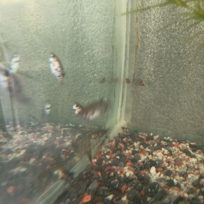 Моллинезии детёныши животные