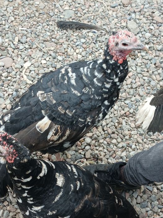 Курка, Индюк- Хаммаси 750 000 минг ками бор, 3 та, 2та котта, 1 та орт