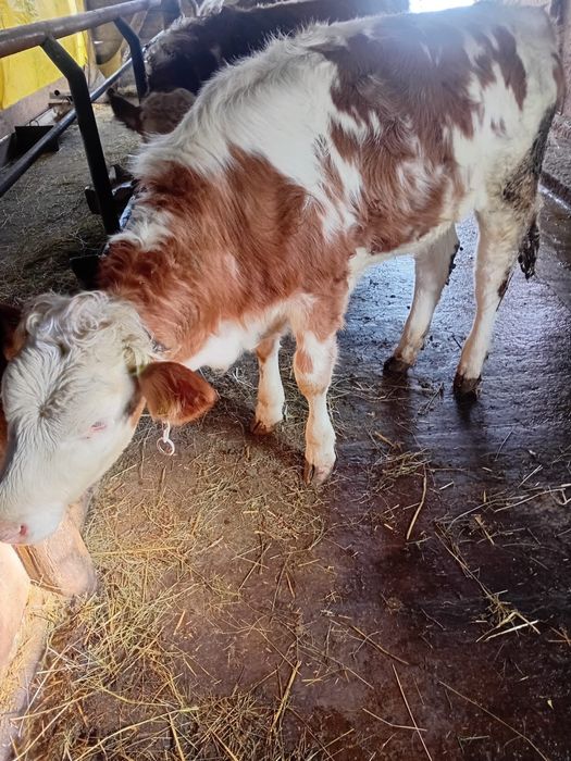 Juninci baltate (vițele)