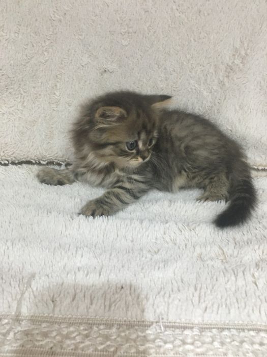 продается упитанный и воспитанный котик