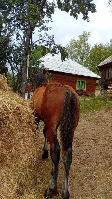 Vând iapă cu mânz