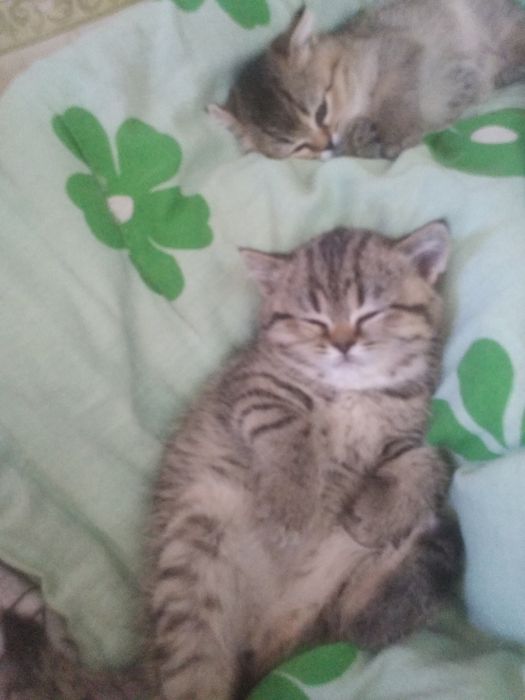 Шотландские котята