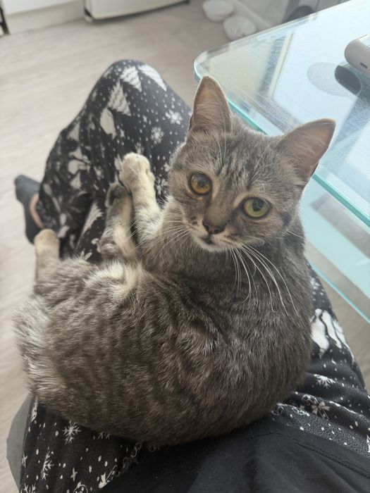 Отдадим котенка в добрые руки