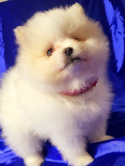 Щенки немецкого-шпица