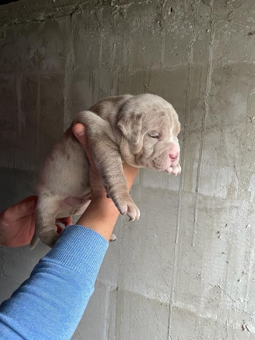 American Bully Pocket